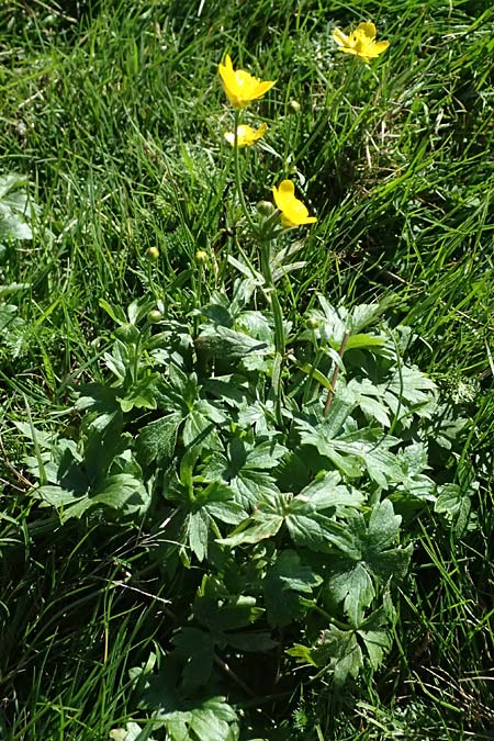 Ranunculus aduncus \ Haken-Hahnenfu / Hooked Buttercup, I Liguria, Monte Beigua 2.10.2023