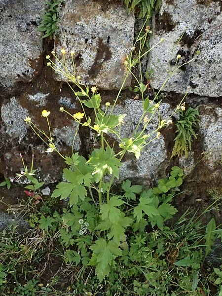 Ranunculus lanuginosus \ Wolliger Hahnenfu� / Woolly-Leaved Buttercup, I Passo del Tonale 11.7.2026