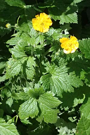 Ranunculus lanuginosus \ Wolliger Hahnenfu� / Woolly-Leaved Buttercup, I Passo del Tonale 11.7.2026