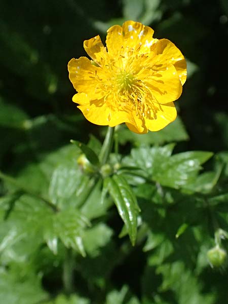 Ranunculus lanuginosus \ Wolliger Hahnenfu� / Woolly-Leaved Buttercup, I Passo del Tonale 11.7.2026
