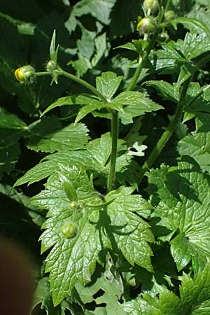 Ranunculus lanuginosus \ Wolliger Hahnenfu� / Woolly-Leaved Buttercup, I Passo del Tonale 11.7.2026