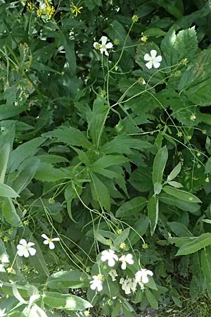Ranunculus platanifolius \ Platanenbl�ttriger Hahnenfu� / Large White Buttercup, I Passo del Tonale 11.7.2026