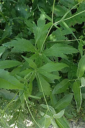 Ranunculus platanifolius \ Platanenbl�ttriger Hahnenfu� / Large White Buttercup, I Passo del Tonale 11.7.2026