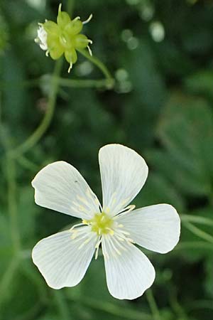 Ranunculus platanifolius \ Platanenbl�ttriger Hahnenfu� / Large White Buttercup, I Passo del Tonale 11.7.2026