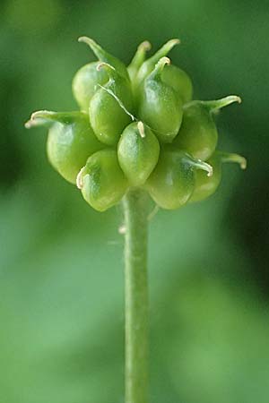Ranunculus platanifolius \ Platanenbl�ttriger Hahnenfu� / Large White Buttercup, I Passo del Tonale 11.7.2026