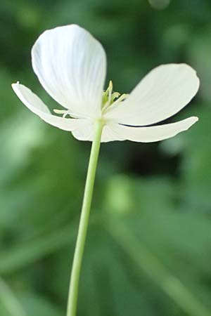 Ranunculus platanifolius \ Platanenbl�ttriger Hahnenfu� / Large White Buttercup, I Passo del Tonale 11.7.2026