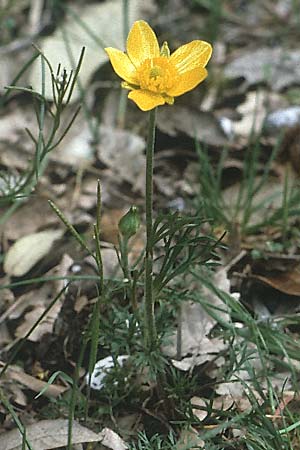 Ranunculus garganicus \ Gargano-Hahnenfu� / Gargano Buttercup, I Promontorio del Gargano,  Foresta Umbra 1.5.1985