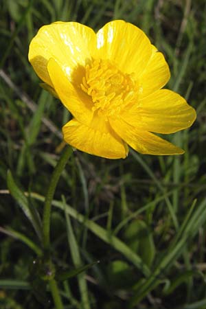 Ranunculus bulbosus \ Knolliger Hahnenfu / Bulbous Buttercup, I Liguria, Monte Beigua 24.5.2013