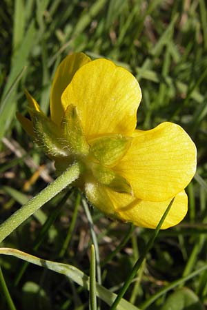 Ranunculus bulbosus \ Knolliger Hahnenfu / Bulbous Buttercup, I Liguria, Monte Beigua 24.5.2013