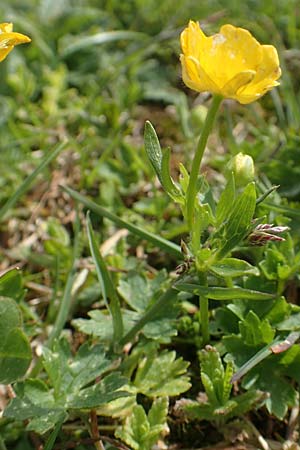 Ranunculus montanus \ Berg-Hahnenfu / Mountain Buttercup, I Alpi Bergamasche, Pizzo Arera 9.6.2017