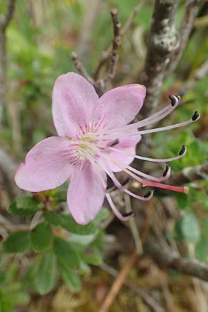 Rhodothamnus chamaecistus \ Zwerg-Alpenrose / Dwarf Alpenrose, I Alpi Bergamasche, Monte Alben 11.6.2017