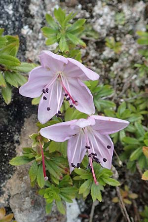 Rhodothamnus chamaecistus \ Zwerg-Alpenrose / Dwarf Alpenrose, I Alpi Bergamasche, Monte Alben 11.6.2017