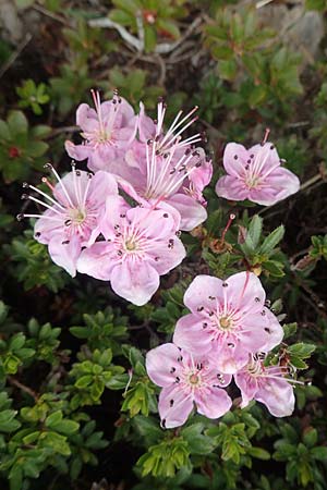 Rhodothamnus chamaecistus \ Zwerg-Alpenrose / Dwarf Alpenrose, I Alpi Bergamasche, Monte Alben 11.6.2017