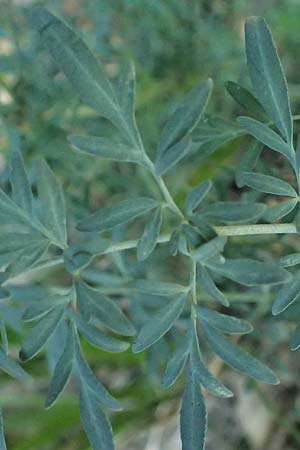 Ruta angustifolia \ Schmalblttrige Raute / Narrow-Leaved Rue, I Liguria, Deiva Marina 30.9.2023