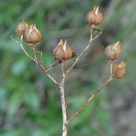 Ruta angustifolia \ Schmalblttrige Raute / Narrow-Leaved Rue, I Liguria, Deiva Marina 30.9.2023