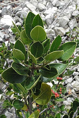 Rhamnus alaternus \ Stechpalmen-Kreuzdorn, Immergr�ner Kreuzdorn / Italian Buckthorn, Evergreen Buckthorn, I Ancona 29.5.2007