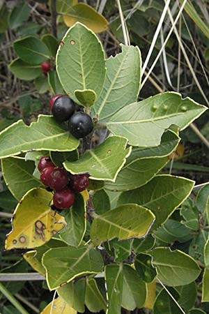 Rhamnus alaternus \ Stechpalmen-Kreuzdorn, Immergr�ner Kreuzdorn / Italian Buckthorn, Evergreen Buckthorn, I Ancona 29.5.2007