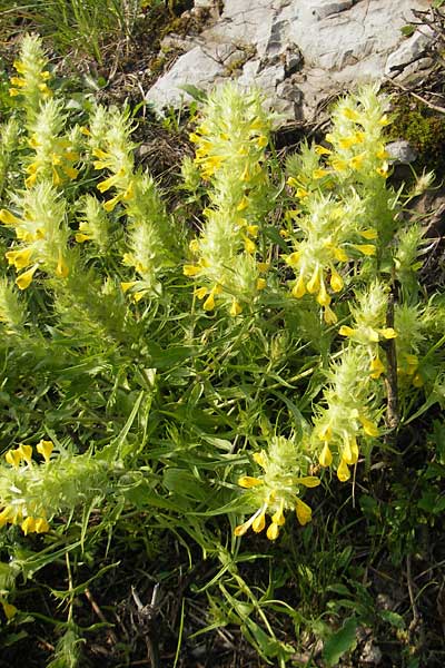 Melampyrum barbatum \ Bart-Wachtelweizen / Beard Cow-Wheat, I Trieste 27.6.2010
