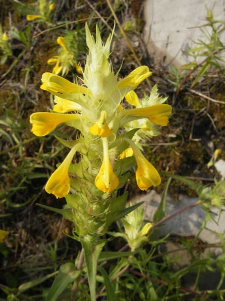 Melampyrum barbatum \ Bart-Wachtelweizen / Beard Cow-Wheat, I Trieste 27.6.2010