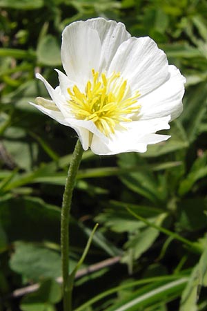 Ranunculus kuepferi \ K&uuml;pfers Hahnenfu� / Kuepfer's Buttercup, I Liguria, Imperia, Monte Saccarello 29.5.2013
