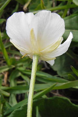 Ranunculus kuepferi \ K&uuml;pfers Hahnenfu� / Kuepfer's Buttercup, I Liguria, Imperia, Monte Saccarello 29.5.2013