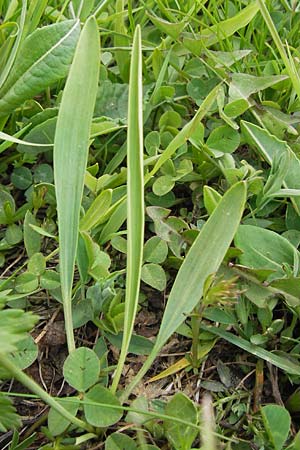 Ranunculus kuepferi \ K&uuml;pfers Hahnenfu� / Kuepfer's Buttercup, I Liguria, Imperia, Monte Saccarello 29.5.2013