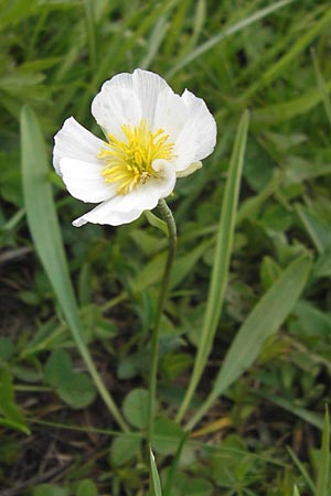 Ranunculus kuepferi \ K&uuml;pfers Hahnenfu� / Kuepfer's Buttercup, I Liguria, Imperia, Monte Saccarello 29.5.2013