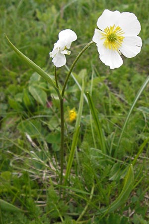 Ranunculus kuepferi \ K&uuml;pfers Hahnenfu� / Kuepfer's Buttercup, I Liguria, Imperia, Monte Saccarello 29.5.2013