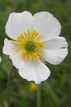 Ranunculus kuepferi \ K&uuml;pfers Hahnenfu� / Kuepfer's Buttercup, I Liguria, Imperia, Monte Saccarello 29.5.2013