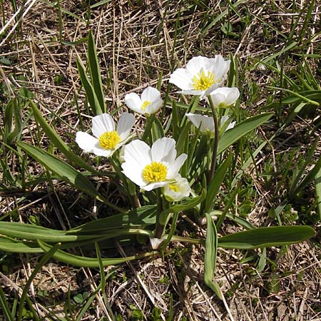Ranunculus kuepferi \ K&uuml;pfers Hahnenfu� / Kuepfer's Buttercup, I Liguria, Imperia, Monte Saccarello 29.5.2013