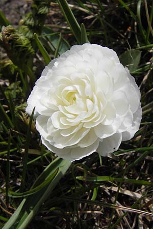 Ranunculus kuepferi \ K&uuml;pfers Hahnenfu� / Kuepfer's Buttercup, I Liguria, Imperia, Monte Saccarello 29.5.2013