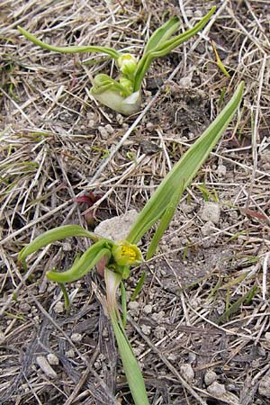 Ranunculus kuepferi \ K&uuml;pfers Hahnenfu� / Kuepfer's Buttercup, I Liguria, Imperia, Monte Saccarello 29.5.2013