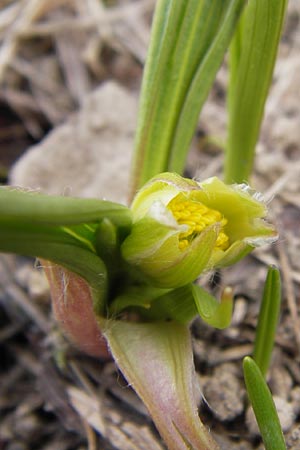 Ranunculus kuepferi \ K&uuml;pfers Hahnenfu� / Kuepfer's Buttercup, I Liguria, Imperia, Monte Saccarello 29.5.2013