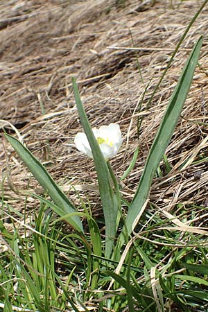 Ranunculus kuepferi \ K&uuml;pfers Hahnenfu� / Kuepfer's Buttercup, I Passo San Marco 10.6.2017