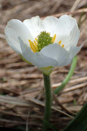 Ranunculus kuepferi \ K&uuml;pfers Hahnenfu� / Kuepfer's Buttercup, I Passo San Marco 10.6.2017