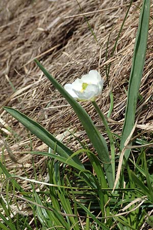 Ranunculus kuepferi \ K&uuml;pfers Hahnenfu� / Kuepfer's Buttercup, I Passo San Marco 10.6.2017