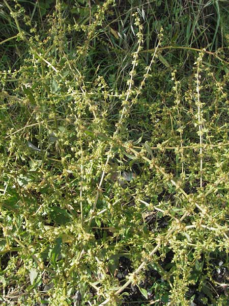 Rumex pulcher \ Sch&ouml;ner Ampfer / Fiddle Dock, I Foligno 31.5.2007