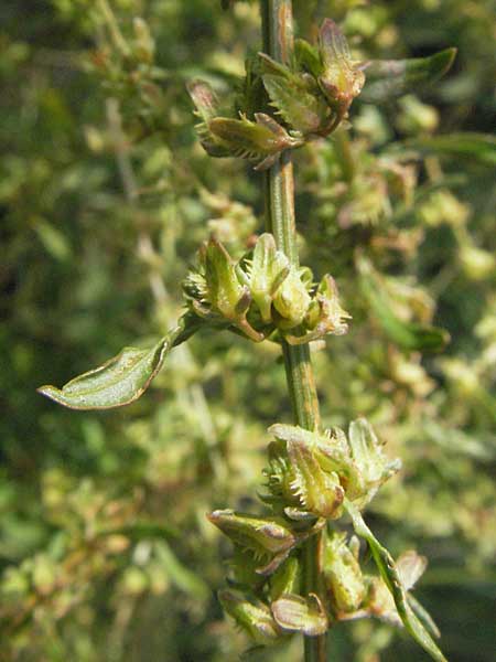 Rumex pulcher \ Sch&ouml;ner Ampfer / Fiddle Dock, I Foligno 31.5.2007