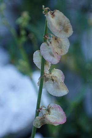 Rumex scutatus \ Schild-Ampfer / French Sorrel, I Prags,  Weißlahnsattel 6.7.2022