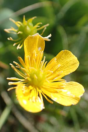Ranunculus thora \ Schildblttriger Hahnenfu / Thora Buttercup, I Alpi Bergamasche, Pizzo Arera 9.6.2017