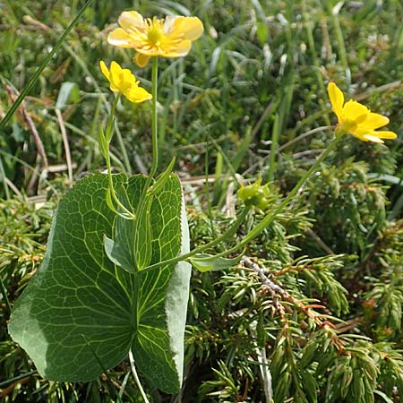 Ranunculus thora \ Schildblttriger Hahnenfu / Thora Buttercup, I Alpi Bergamasche, Pizzo Arera 9.6.2017