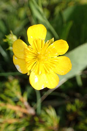 Ranunculus thora \ Schildblttriger Hahnenfu / Thora Buttercup, I Alpi Bergamasche, Pizzo Arera 9.6.2017