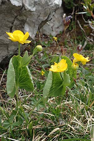 Ranunculus thora \ Schildblttriger Hahnenfu / Thora Buttercup, I Alpi Bergamasche, Pizzo Arera 9.6.2017