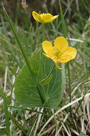 Ranunculus thora \ Schildblttriger Hahnenfu / Thora Buttercup, I Alpi Bergamasche, Pizzo Arera 9.6.2017