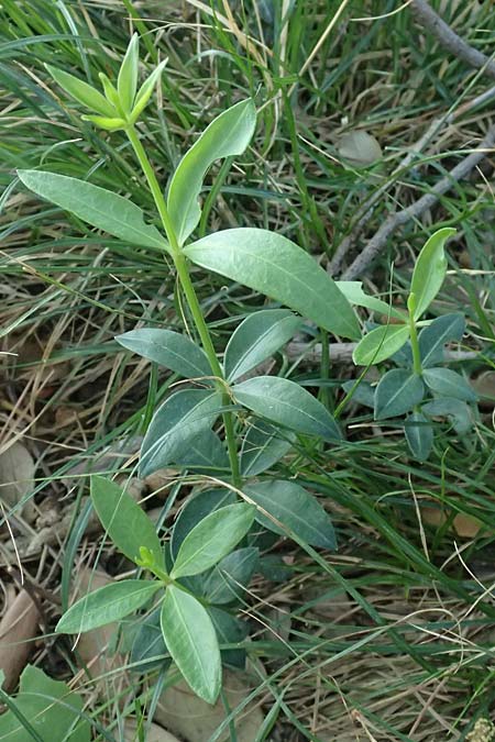 Rubia peregrina \ Wilde Rte / Wild Madder, I Liguria, Sestri Levante 3.10.2023