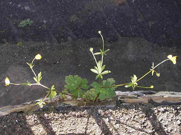 Ranunculus neapolitanus \ Neapolitanischer Hahnenfu� / Naples Buttercup, I Liguria, Zuccarello 19.5.2013