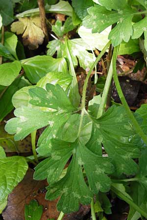Ranunculus neapolitanus \ Neapolitanischer Hahnenfu� / Naples Buttercup, I Liguria, Zuccarello 19.5.2013