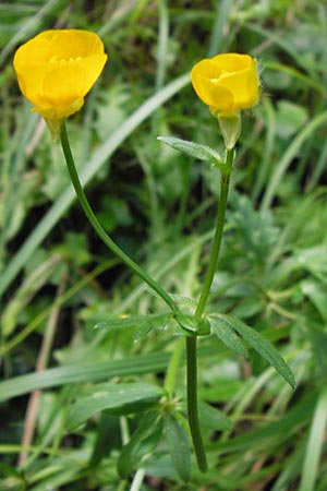 Ranunculus neapolitanus \ Neapolitanischer Hahnenfu� / Naples Buttercup, I Liguria, Zuccarello 19.5.2013