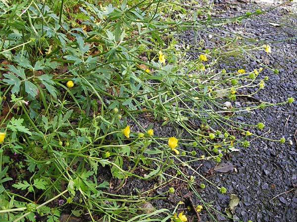 Ranunculus neapolitanus \ Neapolitanischer Hahnenfu� / Naples Buttercup, I Liguria, Zuccarello 19.5.2013