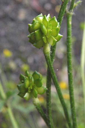 Ranunculus neapolitanus \ Neapolitanischer Hahnenfu� / Naples Buttercup, I Liguria, Zuccarello 19.5.2013